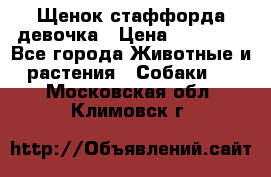 Щенок стаффорда девочка › Цена ­ 20 000 - Все города Животные и растения » Собаки   . Московская обл.,Климовск г.